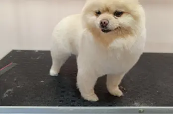 Fethiyepetkuaför_petgrooming